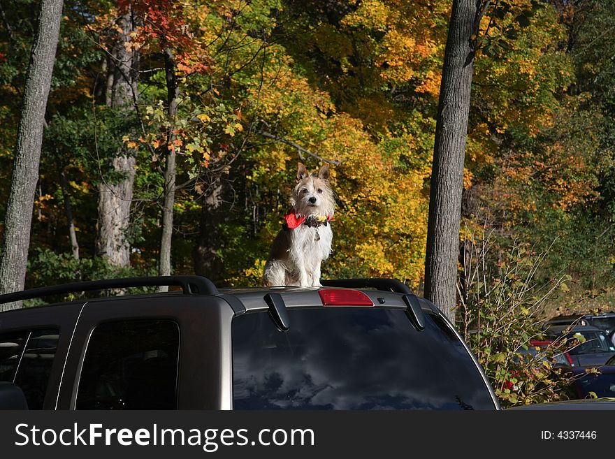 Terrier sitting on top of a car. Terrier sitting on top of a car
