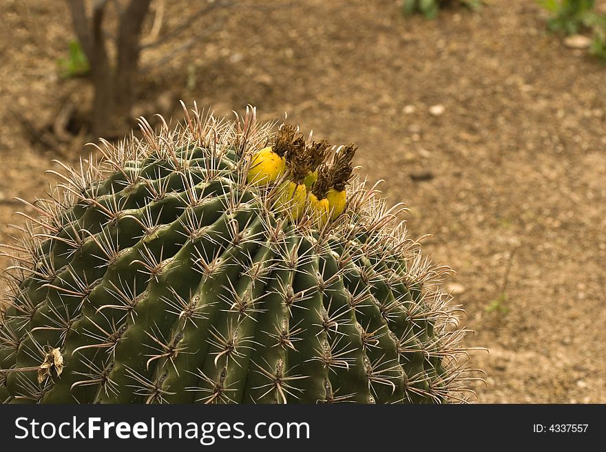 Barrel Cactus