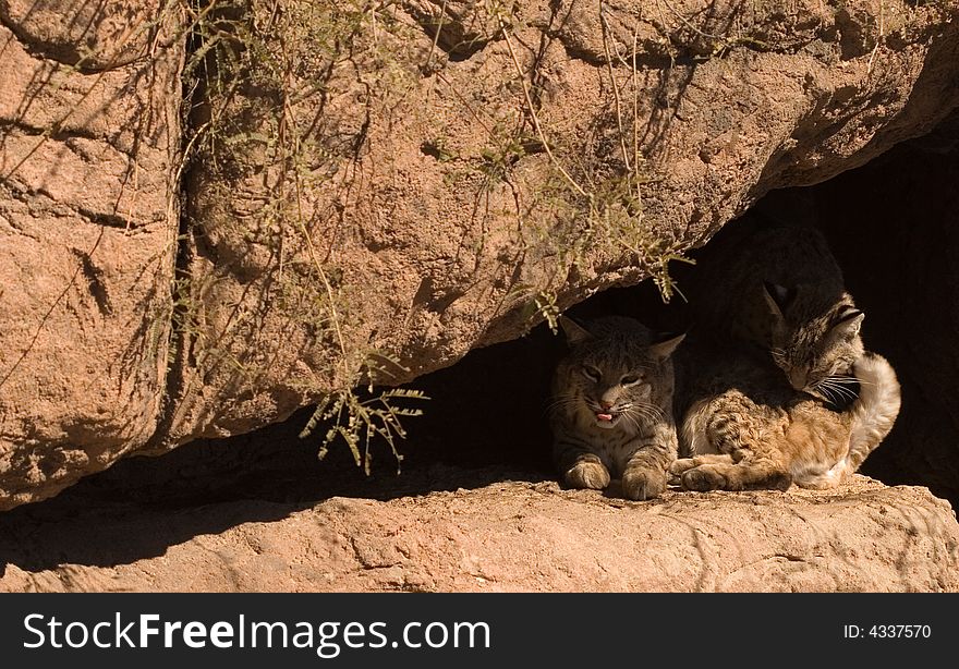 Two bobcats grooming in the shade of a rocky ledge. Two bobcats grooming in the shade of a rocky ledge.