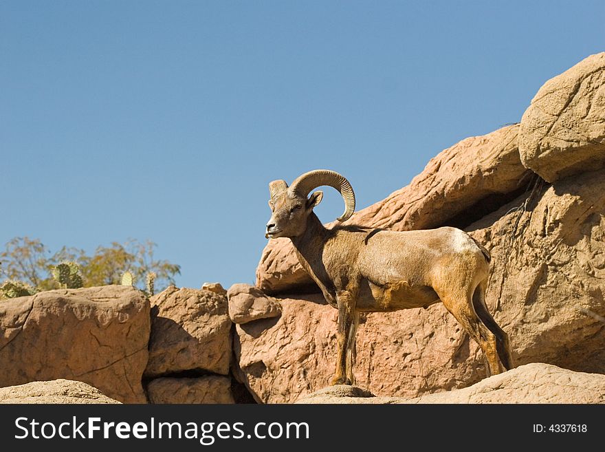 A big horned sheep on ledge of rocks against blue sky. A big horned sheep on ledge of rocks against blue sky.