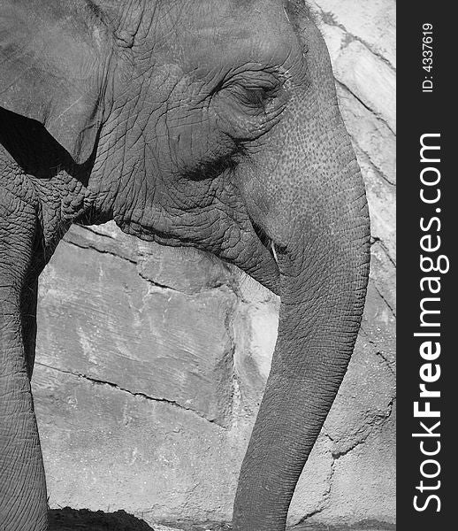 African elephant looking all peaceful. African elephant looking all peaceful