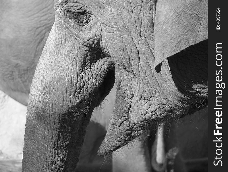 African elephant smiling and looking all peaceful. African elephant smiling and looking all peaceful