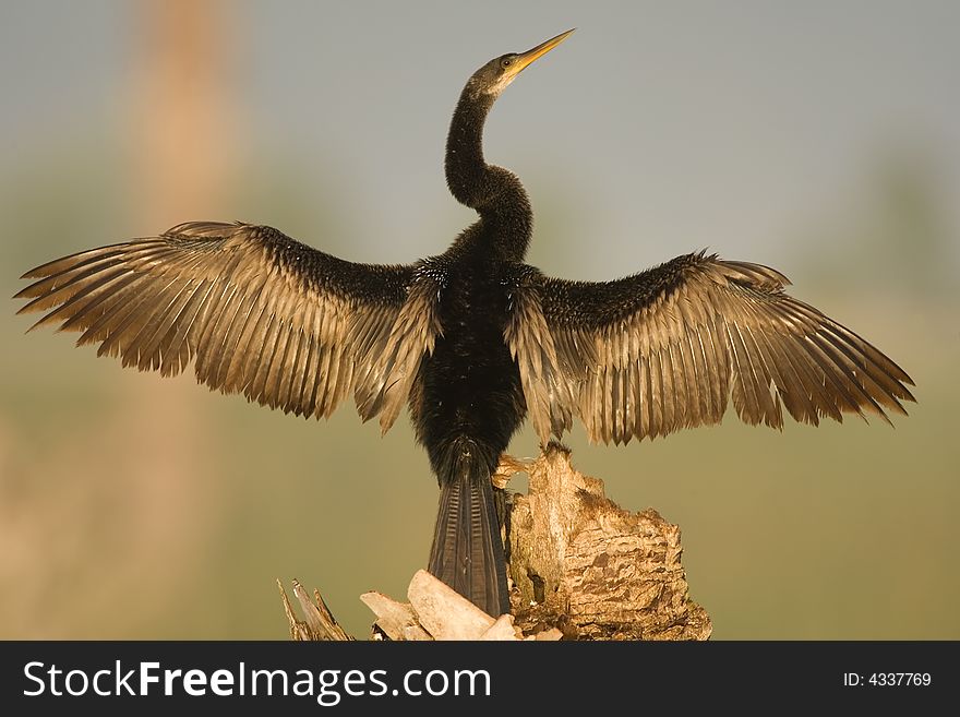 An Anhinga perched on a dead palm tree with wings spread and drying them in the warm sunlight. An Anhinga perched on a dead palm tree with wings spread and drying them in the warm sunlight