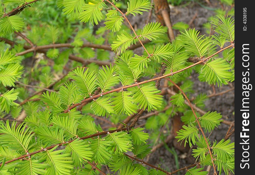 Tender young leaves of acacia. Tender young leaves of acacia