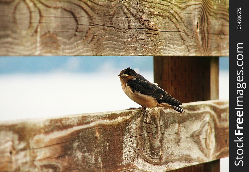 Fledgling bird perches on wooden railing. Fledgling bird perches on wooden railing