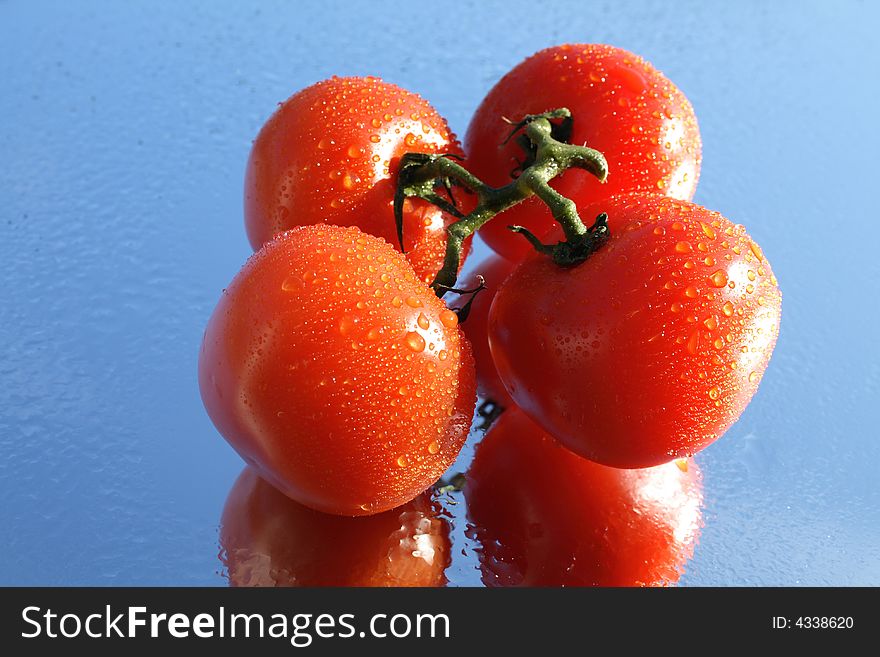 Fresh tomato's branch with waterdrops on background with blue sky. Fresh tomato's branch with waterdrops on background with blue sky