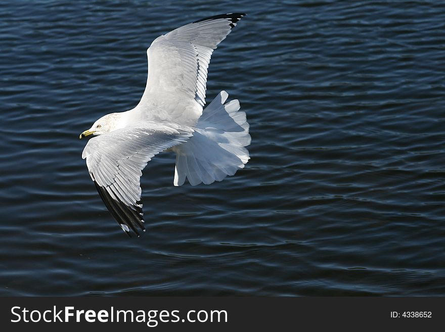 A seagull flying low over a lake