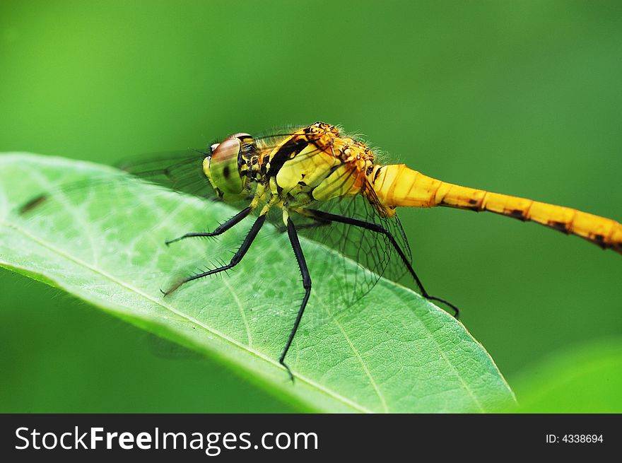 Close-up of dragonfly resting on a leaf