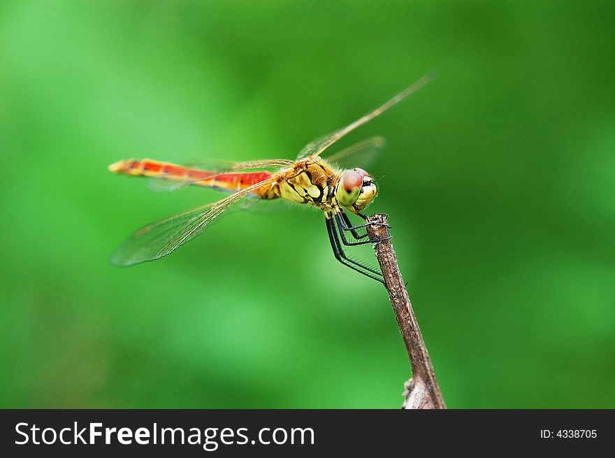 A red tail dragonfly resting on a branch,on green background