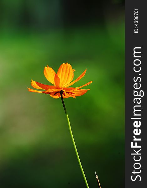 A orange backlighting flower in green background. A orange backlighting flower in green background