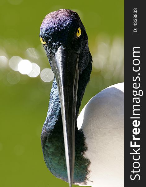 A shot of a Black Necked Stork in the wild