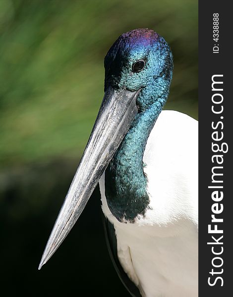 A shot of a Black Necked Stork in the wild
