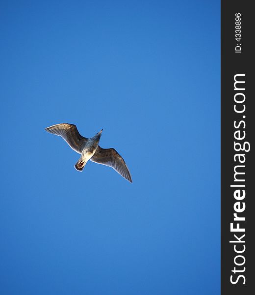 Image of isolated seagull soaring in the sky