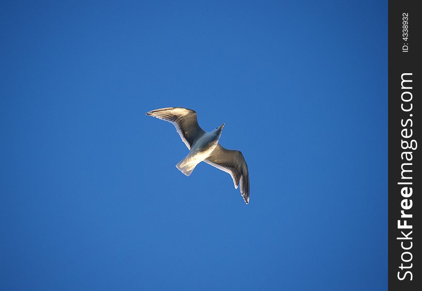 Image of isolated seagull soaring in the sky. Image of isolated seagull soaring in the sky