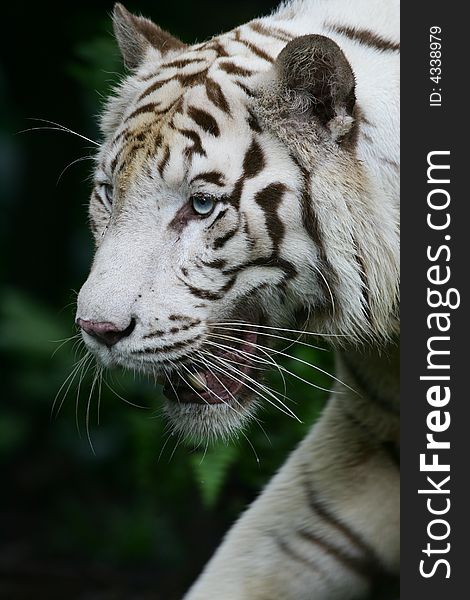A shot of a White Tiger in the wild
