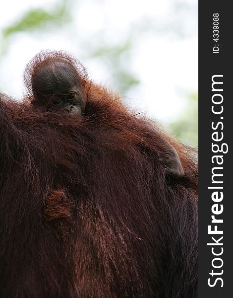 A shot of orangutans in the wild