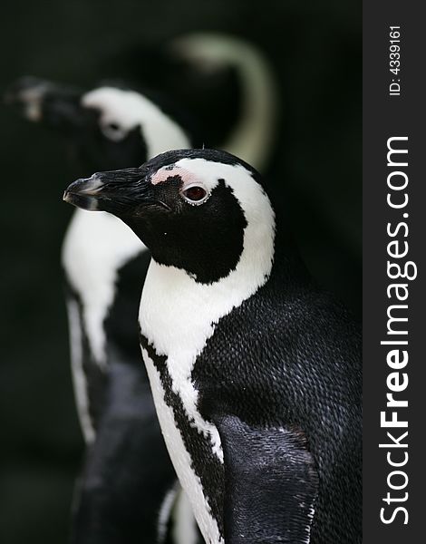 A shot of a Magellan Penguin up close