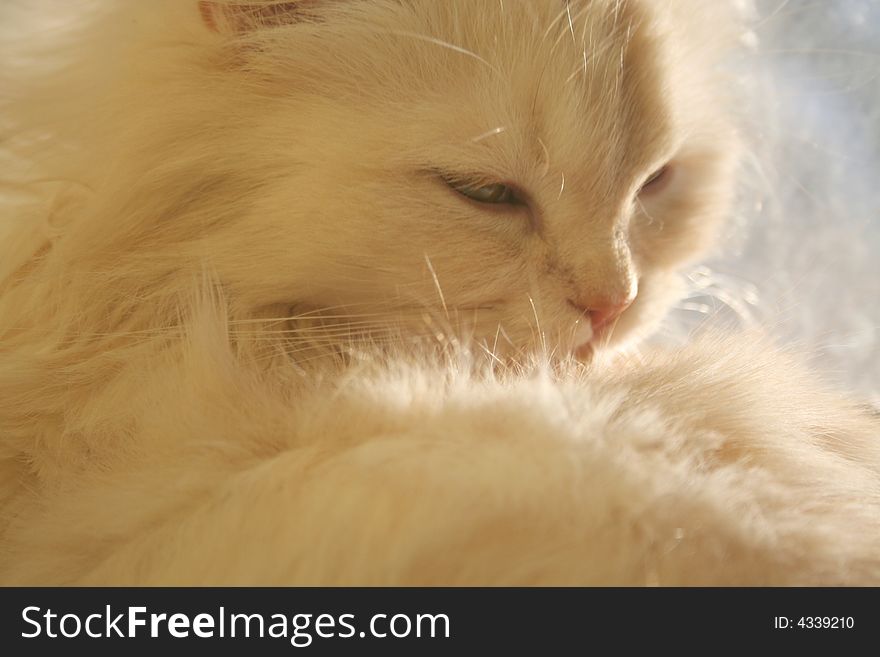 Tongue licking long white persian tur. Tongue licking long white persian tur