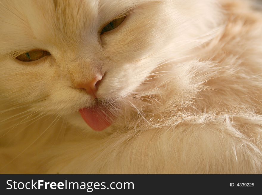 Licking fur big fluffy beautiful cat, close-up