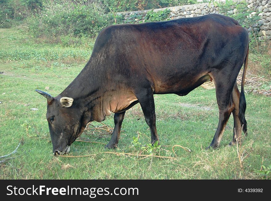 Brown cow grazing in the philippines