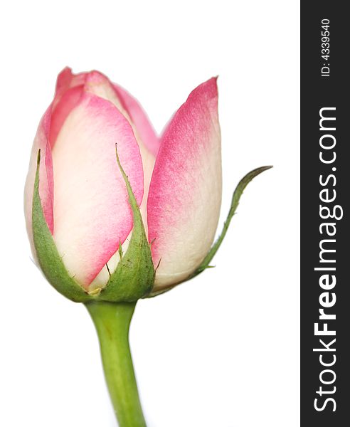 Pink and white rose isolated