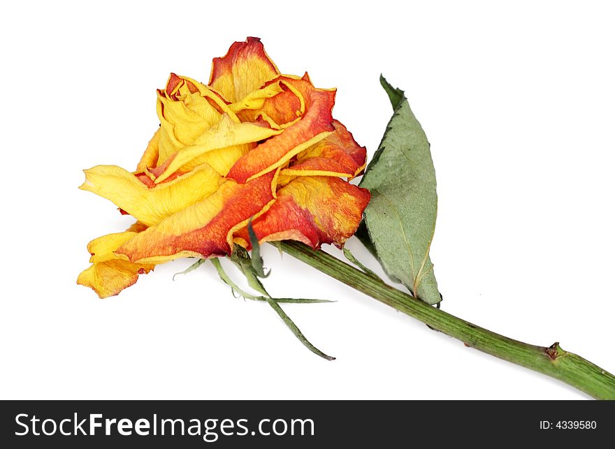 Colorful withered rose isolated on white. Colorful withered rose isolated on white