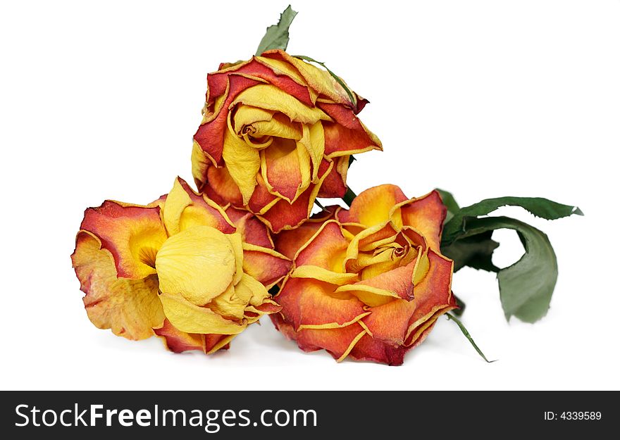 Colorful withered rose isolated on white. Colorful withered rose isolated on white