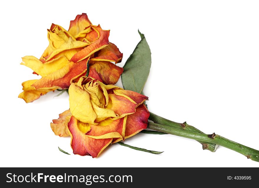 Colorful withered rose isolated on white. Colorful withered rose isolated on white