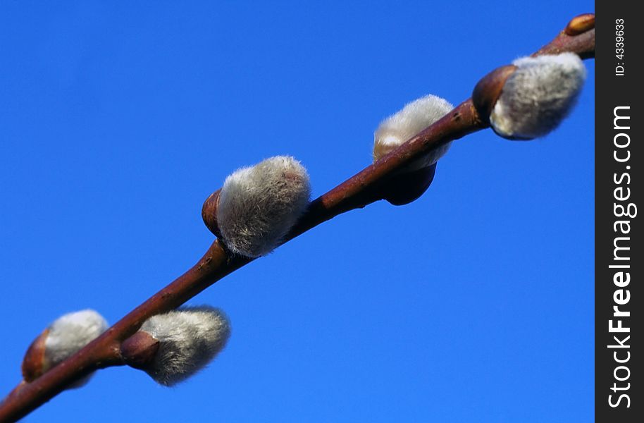 Catkin tree branch with clear, blue sky in the background.