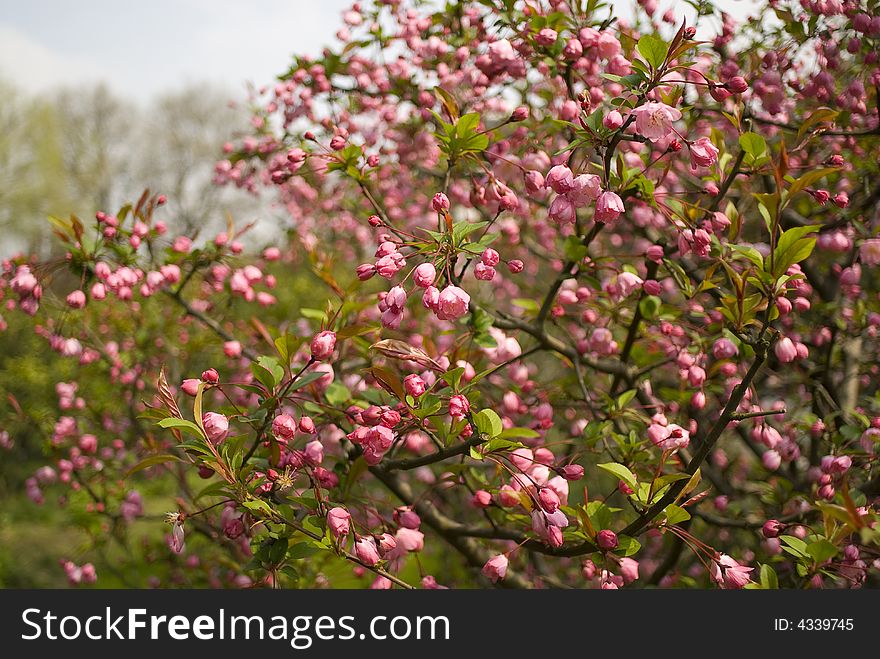 The fruit trees in full flower in the spring