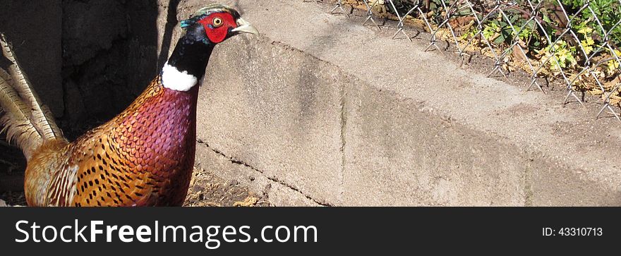 A pheasant beautiful colors in the corral