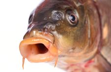Fish Carp Royalty Free Stock Images Fish Carp Royalty Free Stock Images