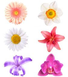 Flowers Collection Stock Images