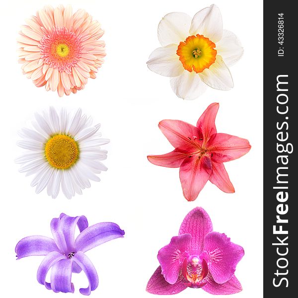 The most different flowers on a white background. The most different flowers on a white background