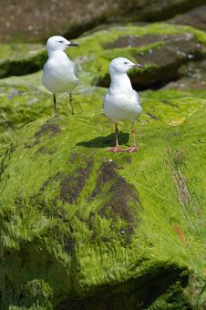 Seagulls Stock Photography