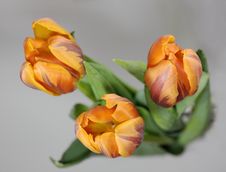 Orange Tulips Stock Photos
