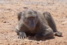 Baboon Grubbing For Food Stock Photography