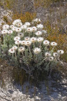 Free Helichrysum Wild Flowers In Natural Habitat Stock Images - 4345334