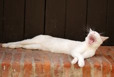 The Cat Yawning Royalty Free Stock Photography