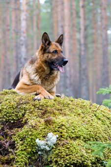 Germany Sheep-dog Stock Images Germany Sheep-dog Stock Images