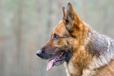 Germany Sheep-dog Stock Photography Germany Sheep-dog Stock Photography