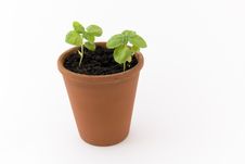 Basil Stock Photo Basil Stock Photo