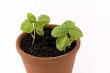 Basil Stock Photos Basil Stock Photos