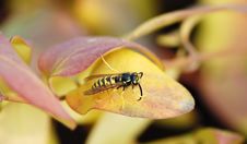 Wasp Royalty Free Stock Image Wasp Royalty Free Stock Image