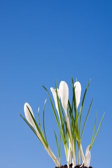 White Crocus Stock Photo White Crocus Stock Photo