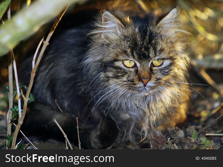 Cute cat hidden behind some branches.