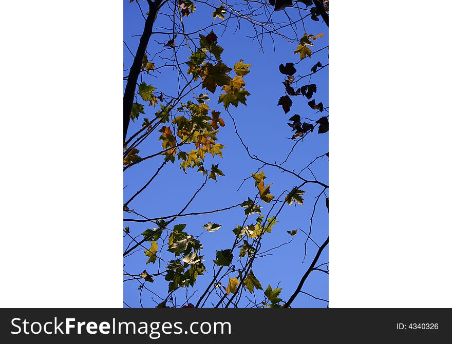 Autumn leaf forest blue sky plants live. Autumn leaf forest blue sky plants live