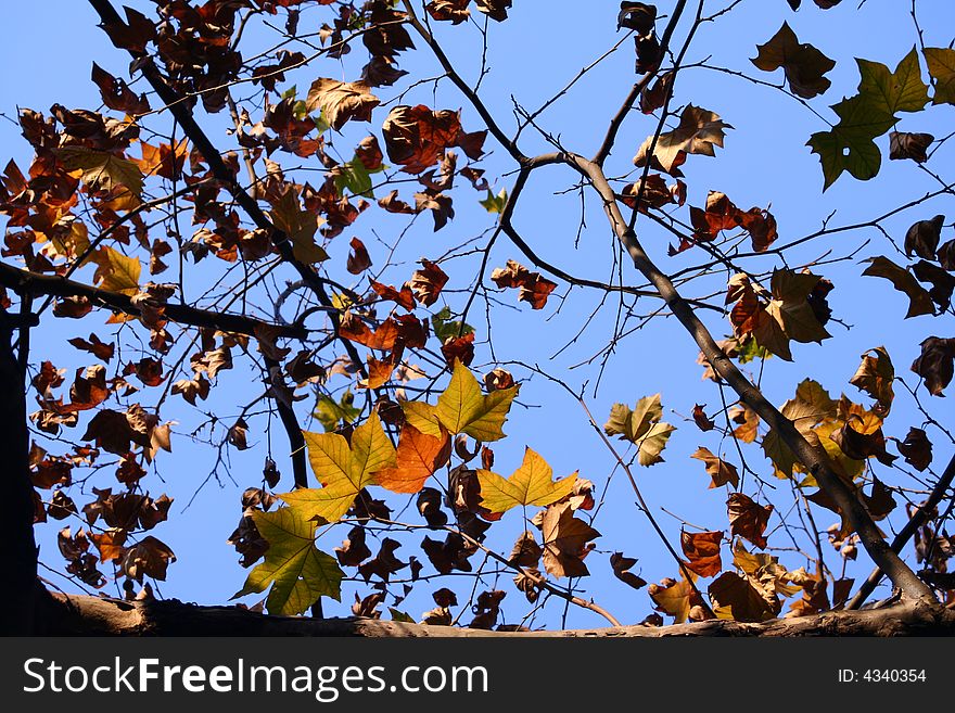 Autumn leaf forest blue sky plants live. Autumn leaf forest blue sky plants live