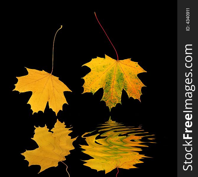 Abstract of two golden maple leaves in autumn, reflected over water and set against a black background. Abstract of two golden maple leaves in autumn, reflected over water and set against a black background.