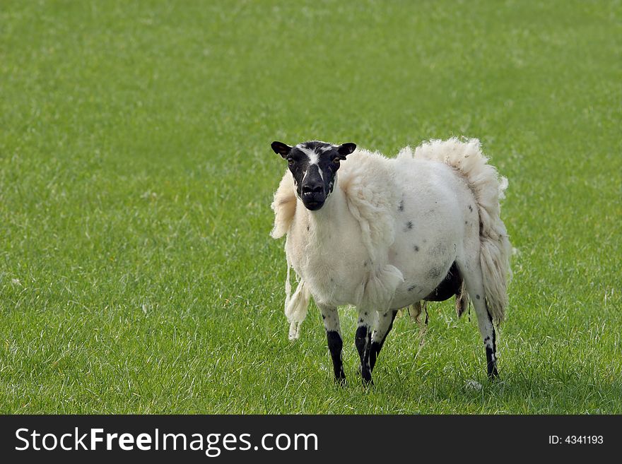 White and black spotted sheep standing alone in a field with its sheepksin hanging off. White and black spotted sheep standing alone in a field with its sheepksin hanging off.